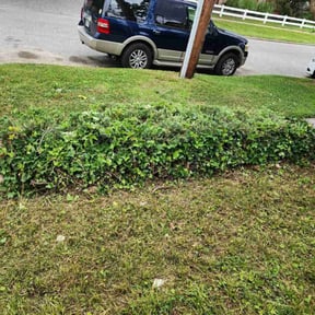 Bush Trimming by A&D lawncare reviewed on August 20, 2025