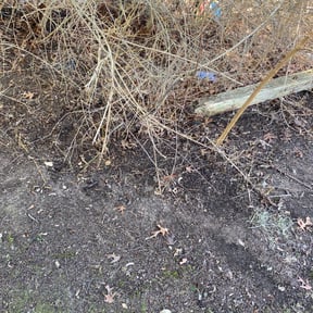 Leaf Removal by George Islas reviewed on September 9, 2025