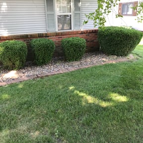 Bush Trimming by Grasman LLC reviewed on August 16, 2025