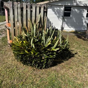 Bush Trimming by Mauler Mowing LLC reviewed on August 15, 2025