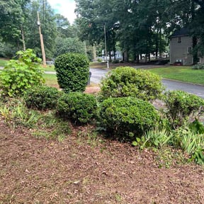 Bush Trimming by Fresh cut lawn care reviewed on July 16, 2026