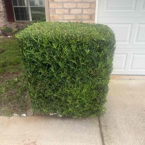 Bush Trimming by Perez Landscaping reviewed on August 19, 2025