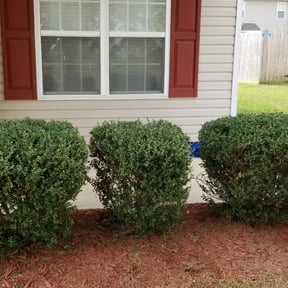 Bush Trimming by CB Lawncare & Services reviewed on August 17, 2025
