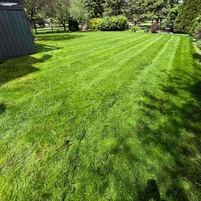 turf care by Zunigas Green Care LLC reviewed on April 11, 2024