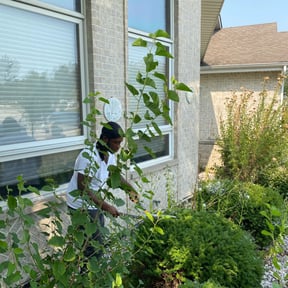 Bush Trimming by Service Masters LLC reviewed on August 18, 2025