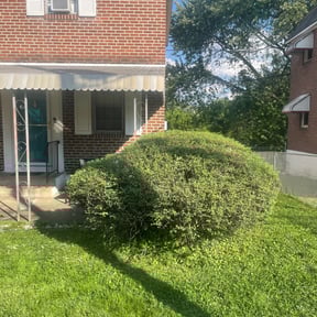 Bush Trimming by Coqui Lawn Care Services reviewed on August 16, 2025