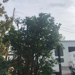 Bush Trimming by Greenwood Irrigation & Lawn Care LLC reviewed on August 21, 2025