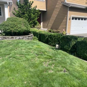 Bush Trimming by Sunshine lawncare reviewed on July 13, 2023