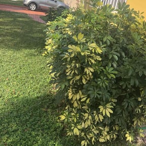 Bush Trimming by Lc landscaping reviewed on October 22, 2025