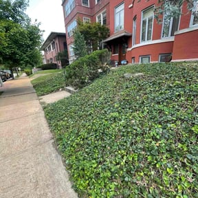 Leaf Removal by Creative landscaping reviewed on September 11, 2025