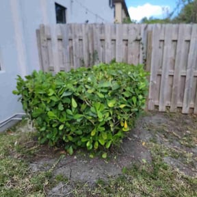 Bush Trimming by Bradley Taylor reviewed on August 18, 2025