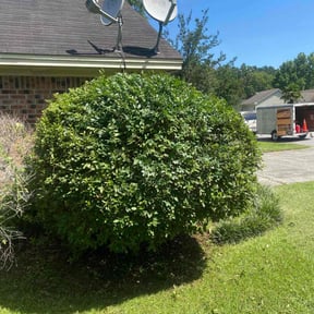 Bush Trimming by Brenden&#039;s lawn care reviewed on August 17, 2025