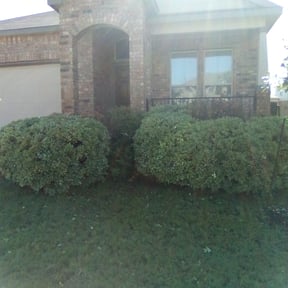 Bush Trimming by Mckinney Lawn reviewed on October 6, 2023