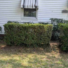 Bush Trimming by Chad's Mowing Service reviewed on August 16, 2025
