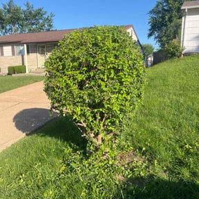 Bush Trimming by Creech Family Services reviewed on August 20, 2025