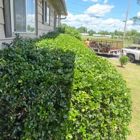 Bush Trimming by Green Day Lawn Service reviewed on August 17, 2025