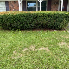 Bush Trimming by Lawns Murcia Landscaping reviewed on August 17, 2025