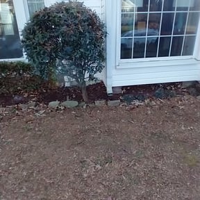 Bush Trimming by Minions construction inc reviewed on August 16, 2025