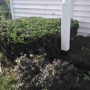 Bush Trimming by B.mendoza lanscaping reviewed on August 17, 2025