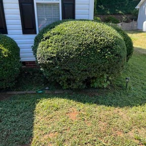 Bush Trimming by Inspire Landscaping, LLC reviewed on July 22, 2026