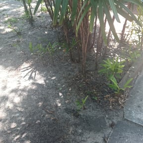 Leaf Removal by Yanez Brothers Landscaping reviewed on September 21, 2025