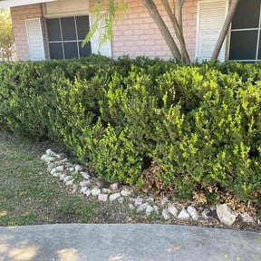 Bush Trimming by Richcuts4 reviewed on November 9, 2025