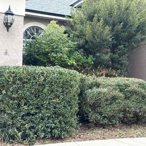 Bush Trimming by LSLTDallas/FortWorthTruGreen reviewed on August 20, 2025