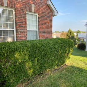 Bush Trimming by Kv Lawn Care reviewed on August 20, 2025