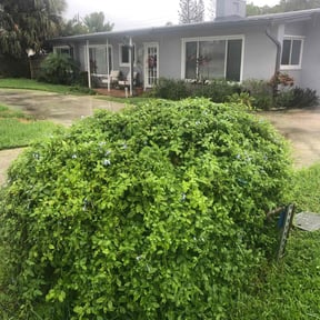 Bush Trimming by S&S Landscaping.. reviewed on August 20, 2025