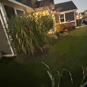 Bush Trimming by Natures Own reviewed on October 19, 2025