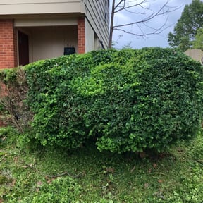 Bush Trimming by T1he Lawn Whisperer reviewed on August 21, 2025