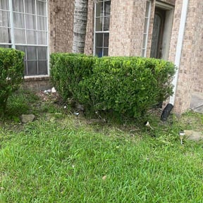 Bush Trimming by AP Landscapers reviewed on August 14, 2025