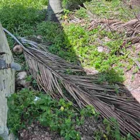 Leaf Removal by J&amp;J Lawn Legends, LLC reviewed on November 9, 2025