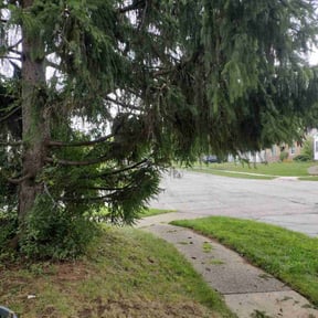 Bush Trimming by Brintley's Landscaping LLC reviewed on August 19, 2025