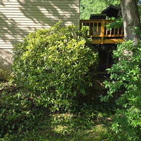 Bush Trimming by All Electric Landscaping reviewed on June 1, 2026