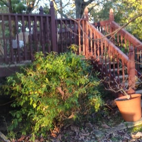 Bush Trimming by The guy property maintenance reviewed on August 19, 2025