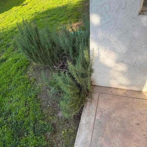 Bush Trimming by Exquisite Landsacping and Irrigation reviewed on May 22, 2026
