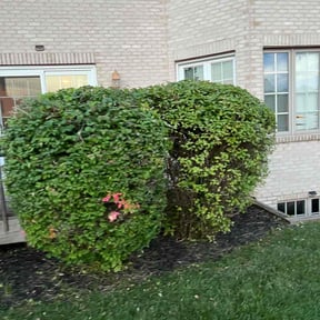 Bush Trimming by Sliced Lawn Care LLC reviewed on August 17, 2025