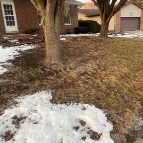 Leaf Removal by Owen Lawn Service reviewed on February 11, 2026