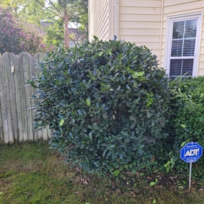Bush Trimming by Premium Design Landscaping Inc reviewed on August 16, 2025