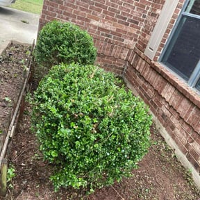 Bush Trimming by Allen Investments reviewed on August 15, 2025