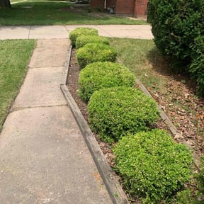 Bush Trimming by Drains and various things reviewed on August 13, 2025