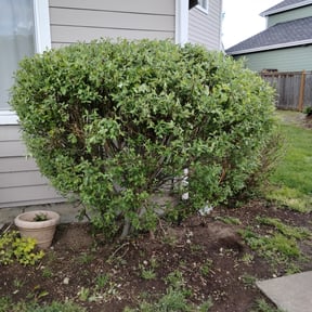 Bush Trimming by MRG Lawn Services reviewed on August 17, 2025