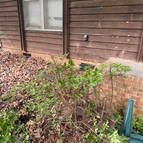 Bush Trimming by Southern legacy lawn care reviewed on June 8, 2026