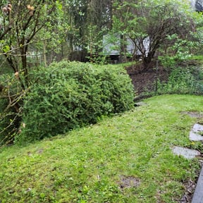 Bush Trimming by F&M LAWNCARE reviewed on August 15, 2025