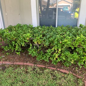 Bush Trimming by Moore lawn care reviewed on August 17, 2025