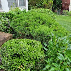 Bush Trimming by Valencia Landscaping reviewed on April 22, 2023