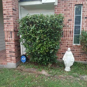 Bush Trimming by Handyman Lawns reviewed on August 19, 2025
