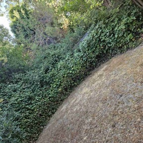 Bush Trimming by R & R Landscaping reviewed on August 19, 2025