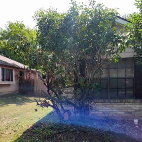 Bush Trimming by Tim's Trim's reviewed on August 16, 2025